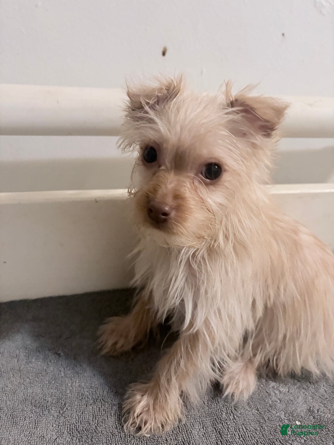 Morkie dogs for sale: Simba - Ad 3