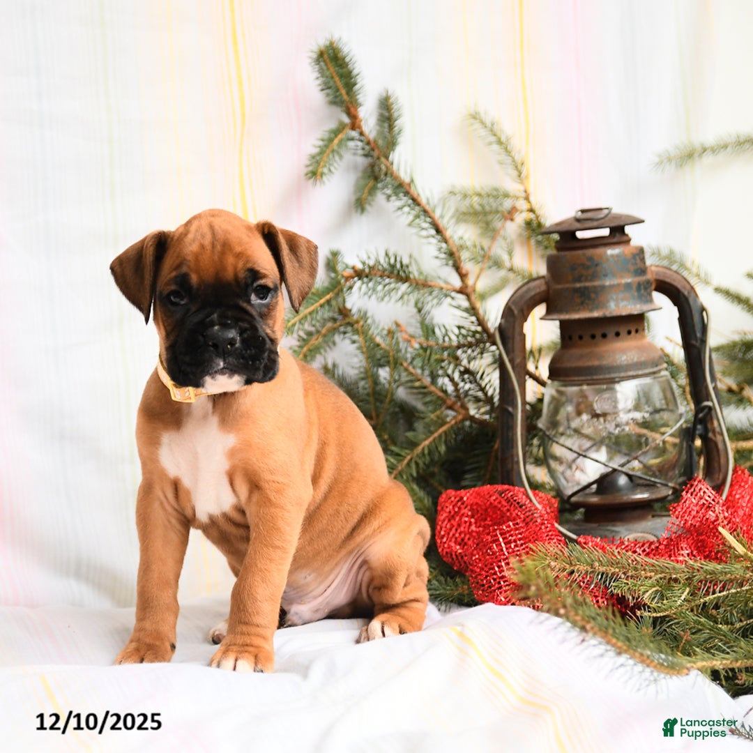 Boxer dogs for sale: Kringle - Ad 4