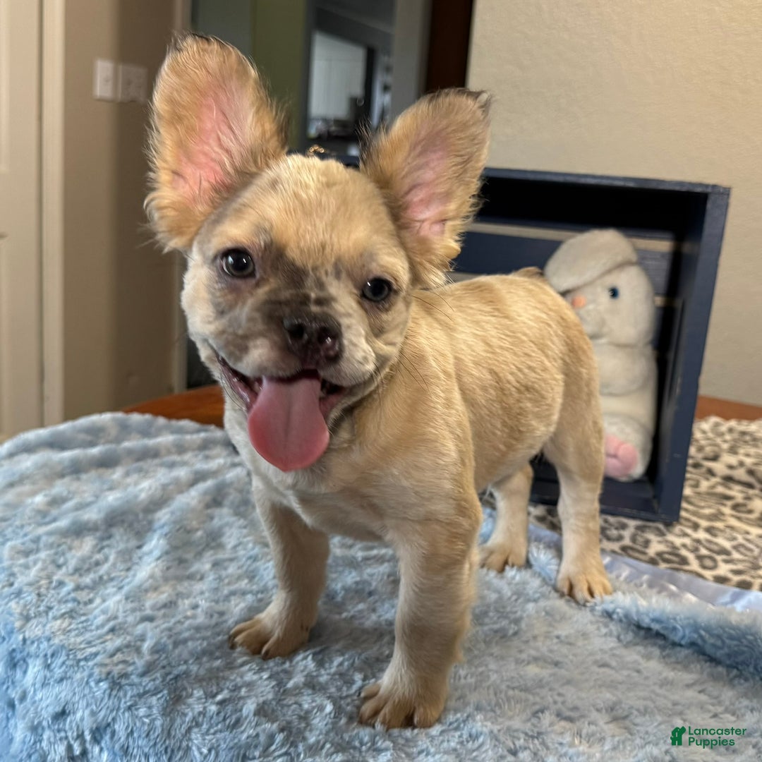 French Bulldog dogs for sale: Curtis - Ad 4