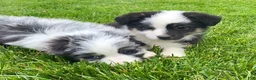 Mixed Breed dogs for sale: Max - Ad 5