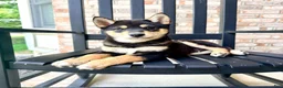 Shiba Inu dogs for sale: AKC Shang - Ad 3