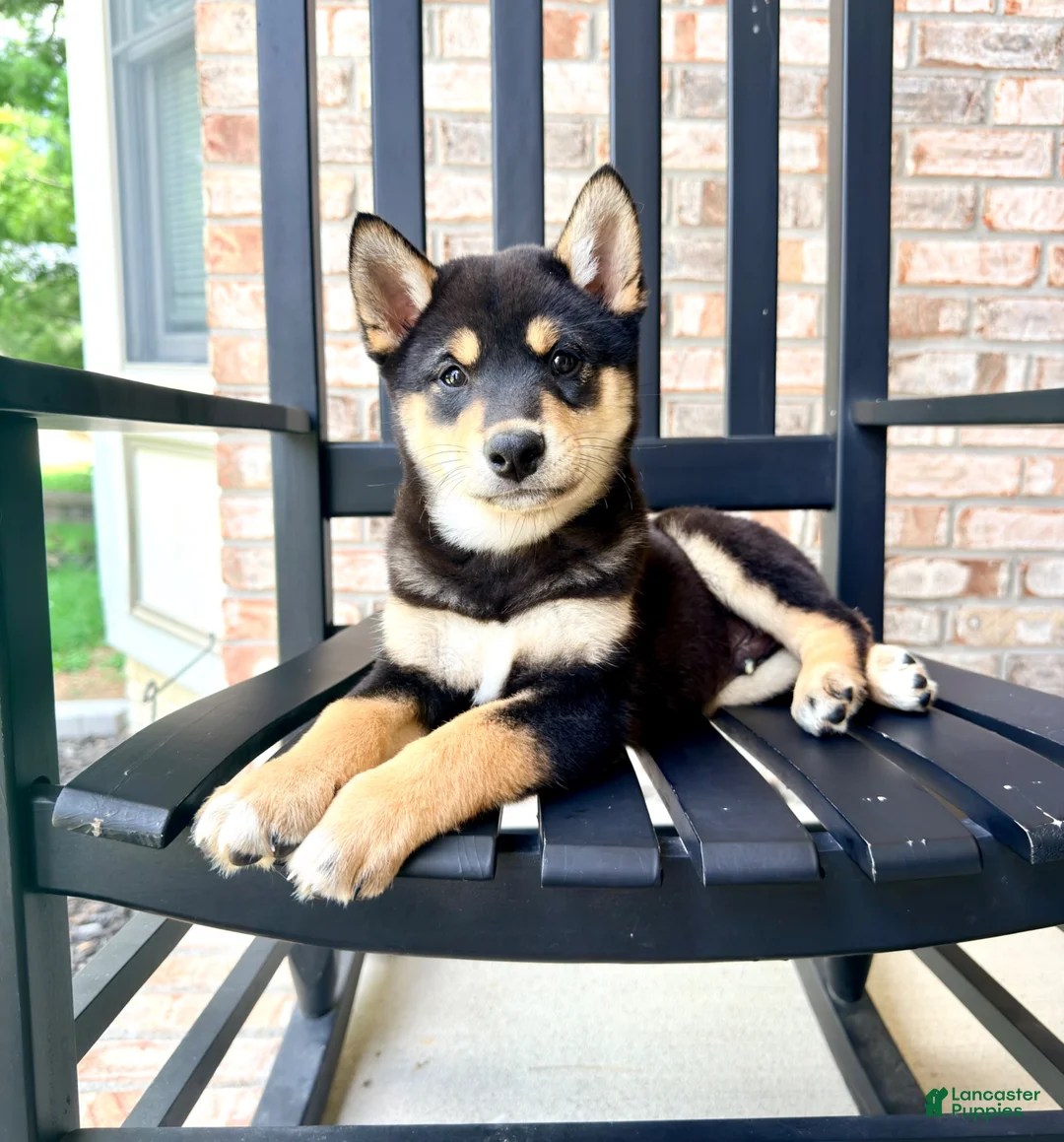 Shiba Inu dogs for sale: AKC Shang - Ad 3