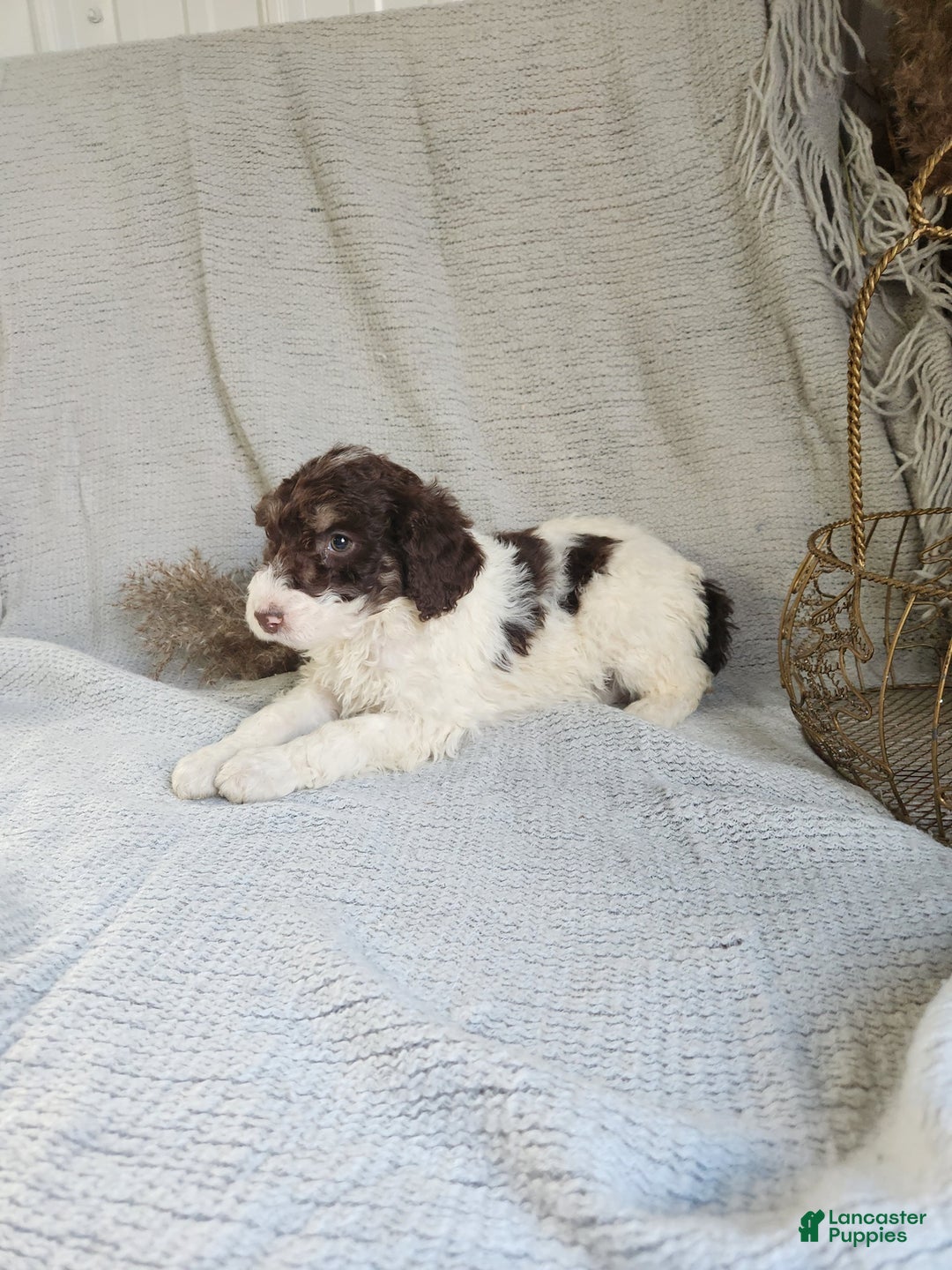 Bernedoodle dogs for sale: Lilac - Ad 2