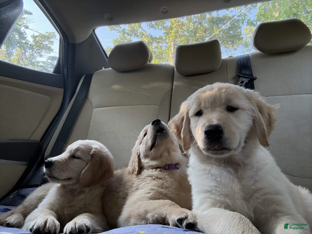 Golden Retriever dogs for sale: Sweetpea - Ad 2