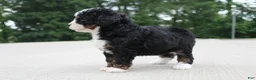 Mini Bernedoodle dogs for sale: Shiloh  - Ad 3