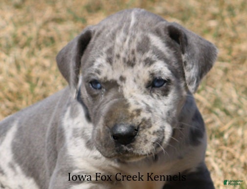 Great Dane dogs Hayley - Ad 1