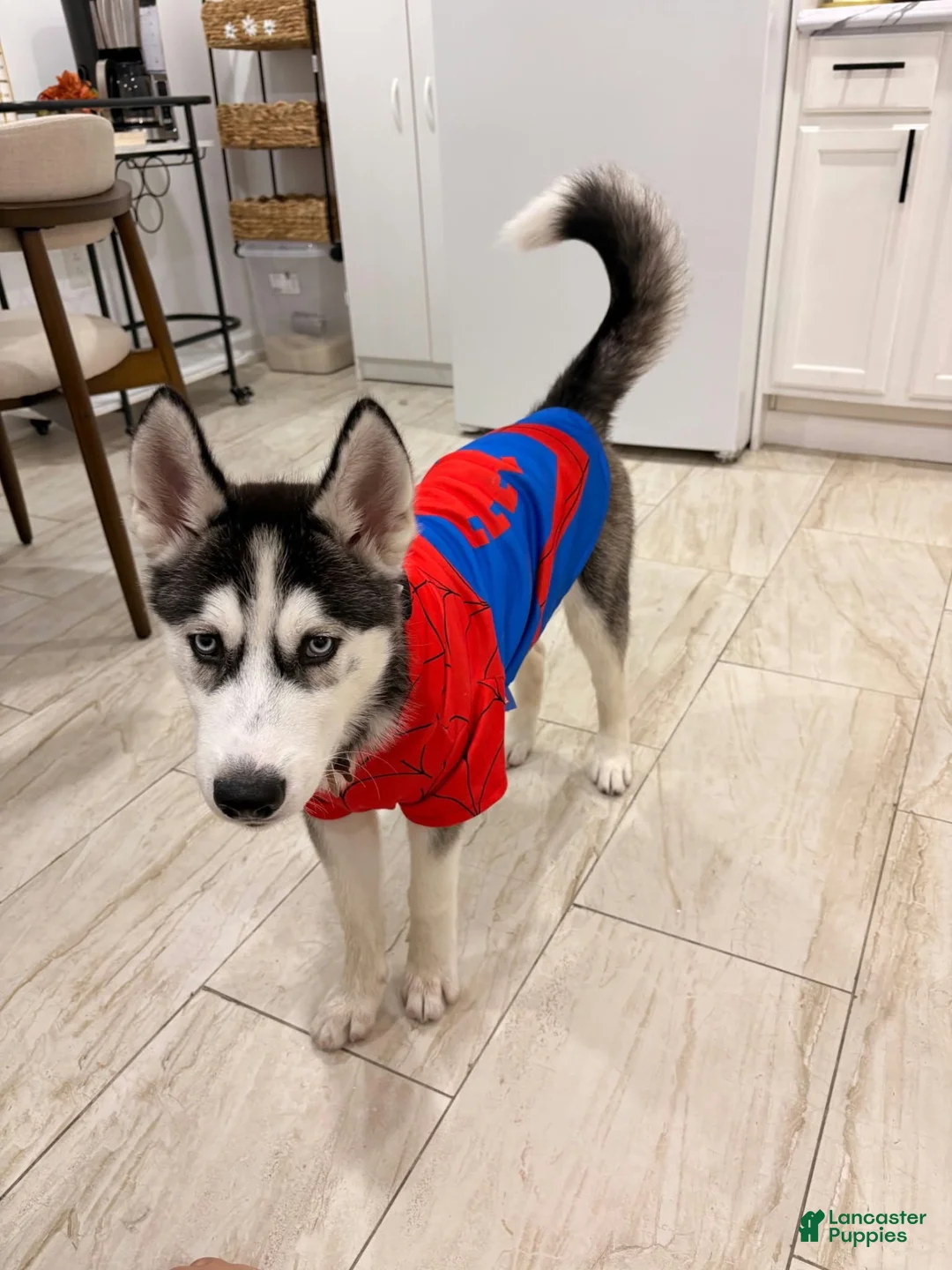 Siberian Husky dogs for sale: Jack Siberian Husky  - Ad 5
