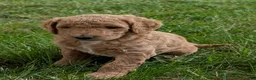 Goldendoodle dogs for sale: Pokie - Ad 1