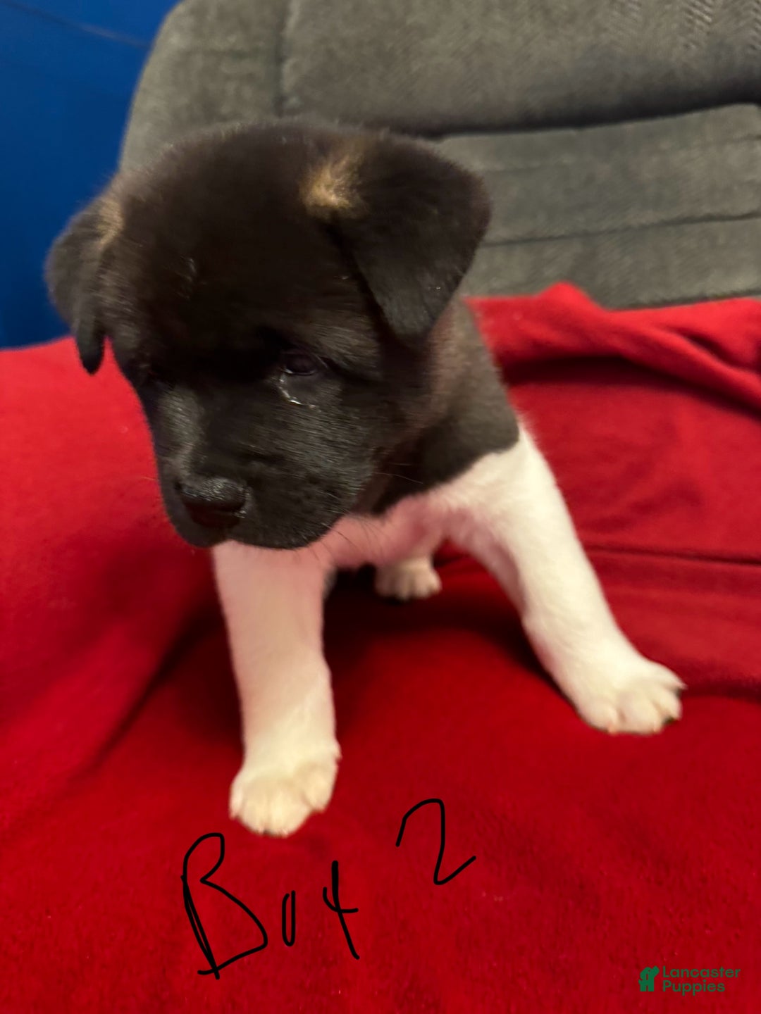 Akita dogs for sale: Akita Puppy 2 - Ad 5