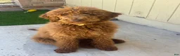 Goldendoodle dogs for sale: Sasha - Ad 4