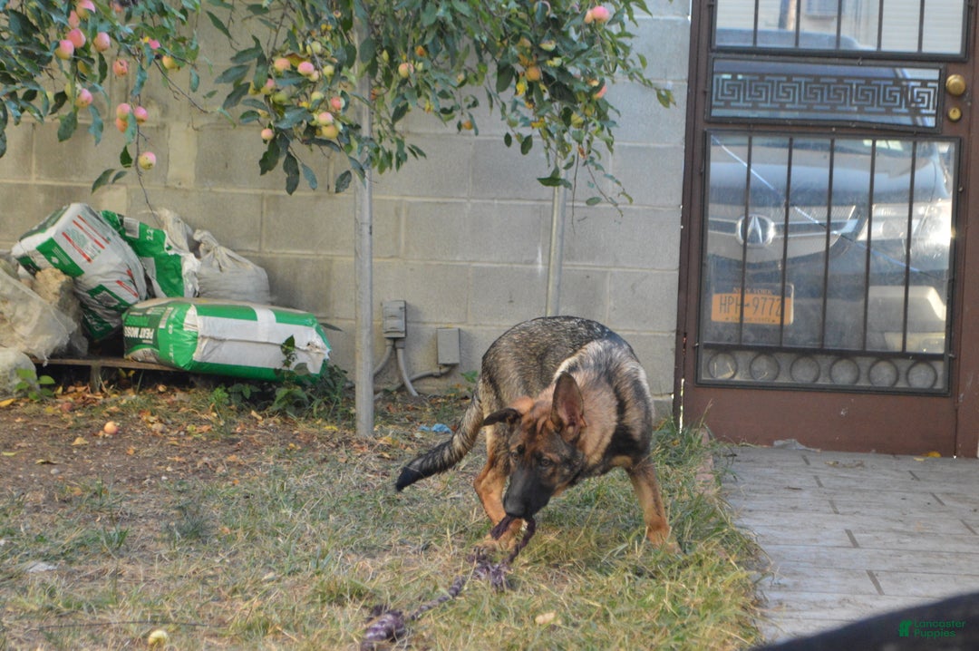 German Shepherd dogs for sale: Brown - Ad 6