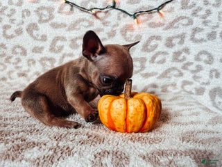 French Bulldog dogs Mouse - Ad 34