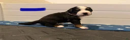 Bernese Mountain Dog dogs for sale: Blue - Ad 6