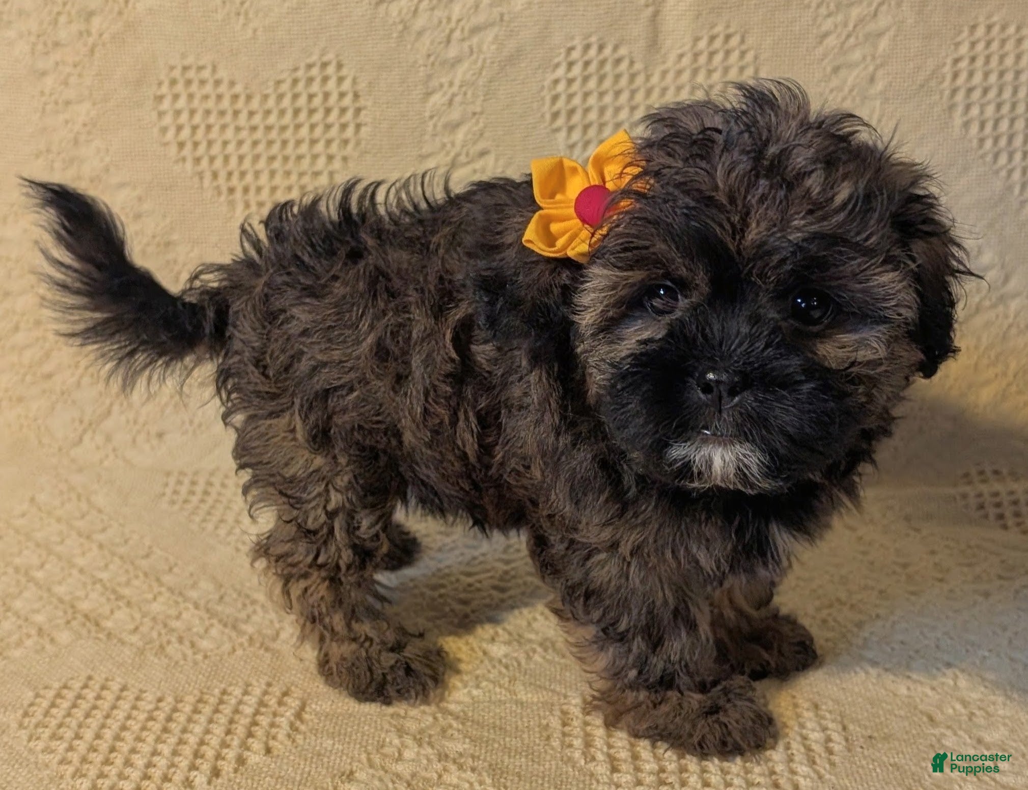 Mixed Breed dogs for sale: Xaden - Ad 2