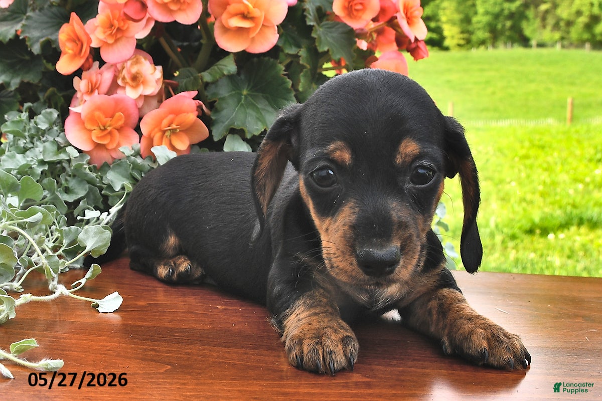 Miniature Dachshund dogs Demri - Ad 1
