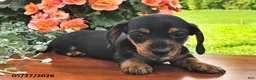 Miniature Dachshund dogs for sale: Demri - Ad 1