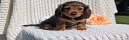 Miniature Dachshund dogs for sale: Rori - Ad 3
