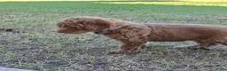 Mini Goldendoodle dogs for sale: Grace (27 - 33 pounds) - Ad 11