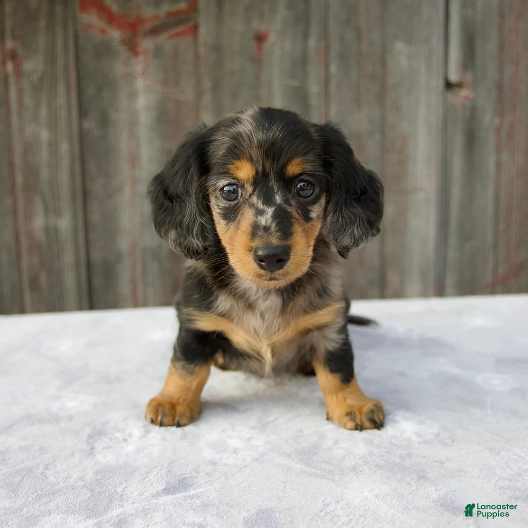 Miniature Dachshund dogs for sale: Mali - Ad 1
