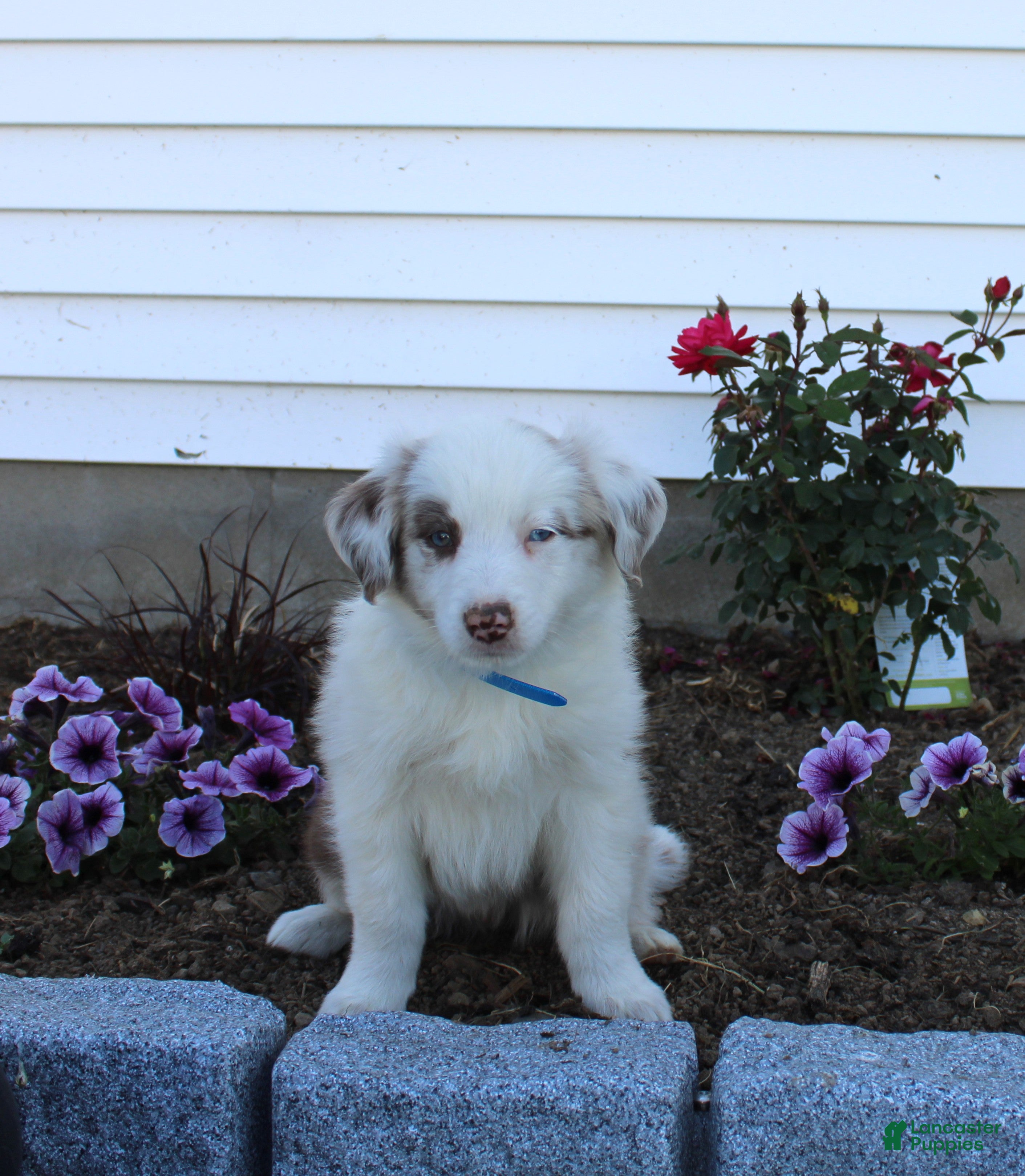 Australian Shepherd dogs Max - Ad 31