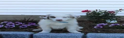 Australian Shepherd dogs for sale: Max - Ad 1