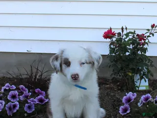 Australian Shepherd dogs Max - Ad 31