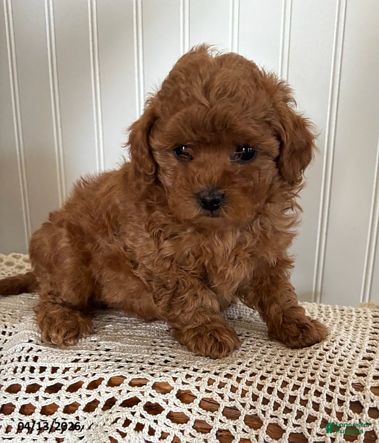 Mixed Breed dogs Daisy - Ad 1