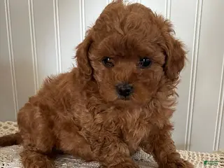 Mixed Breed dogs for sale: Daisy - Ad 3