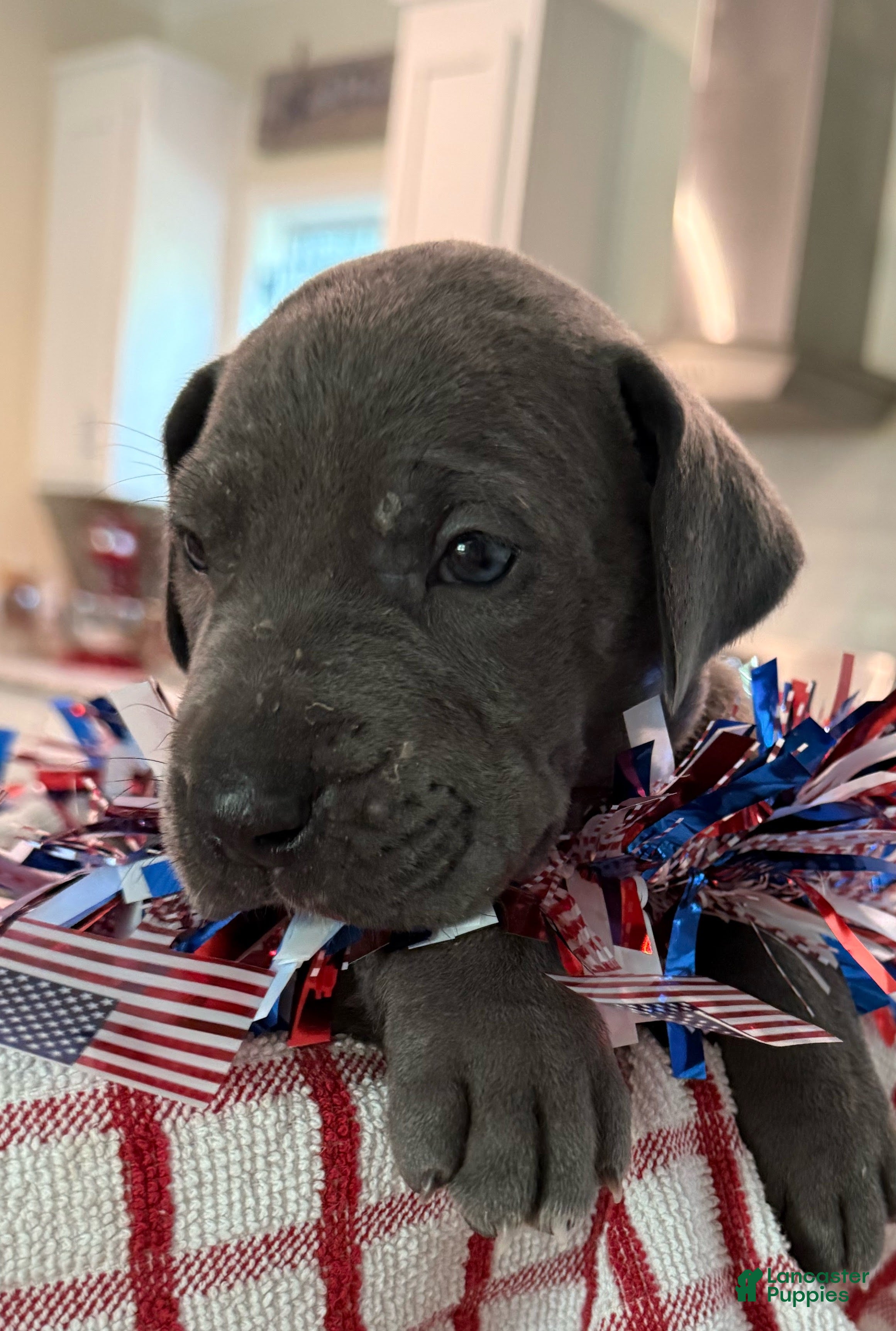 Great Dane dogs Axl Rose - Ad 2
