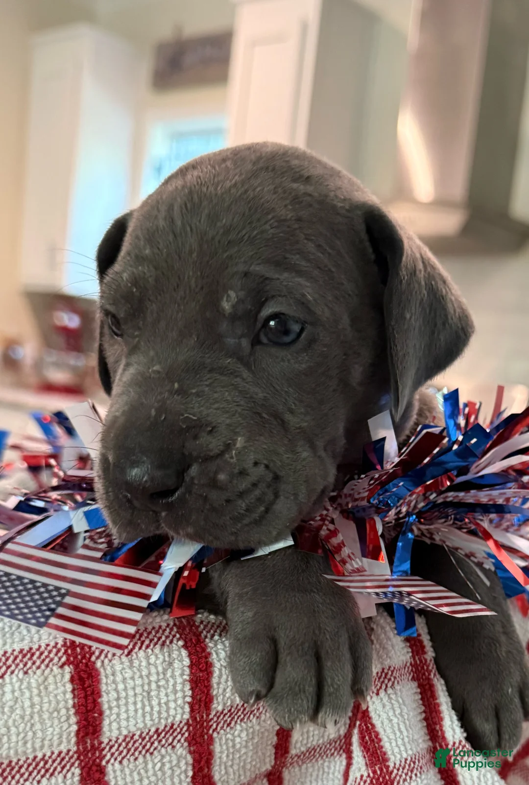 Great Dane dogs for sale: Axl Rose - Ad 2