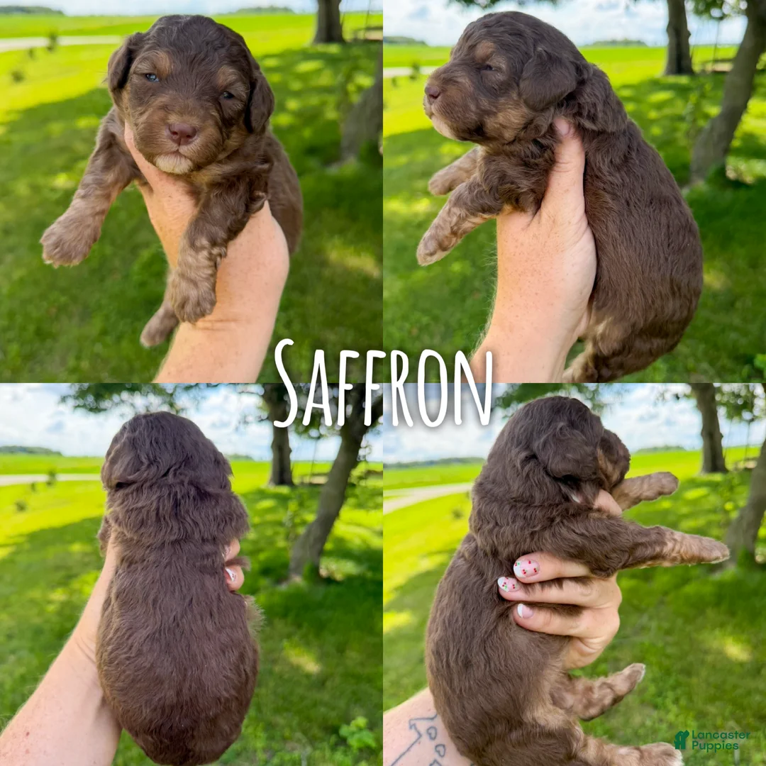 Mini Aussiedoodle dogs for sale: Saffron - Micro Mini F1b - Ad 2
