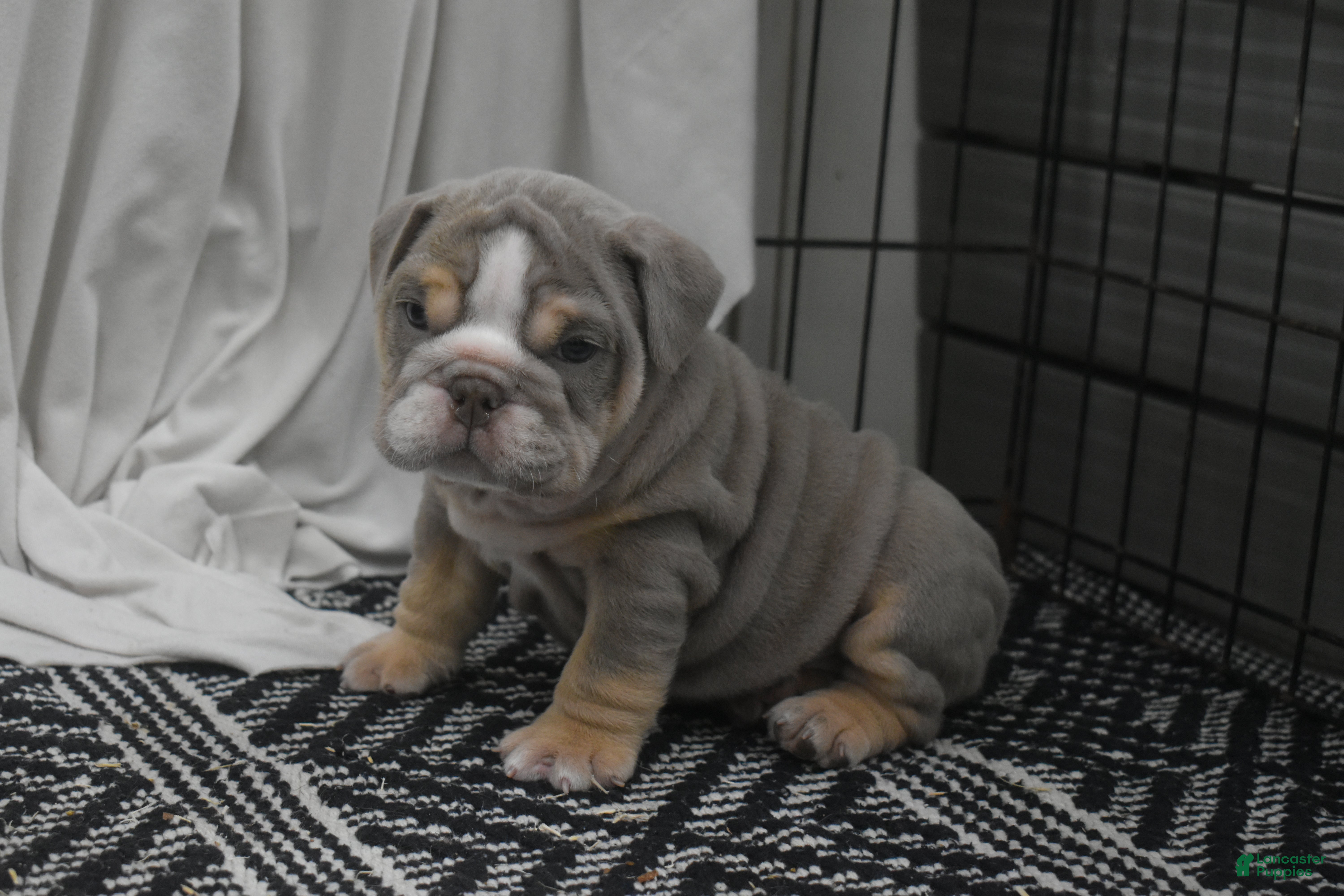 English Bulldog dogs Clove - Ad 17