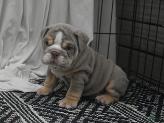 English Bulldog dogs Clove - Ad 16