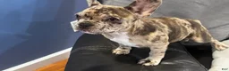 French Bulldog dogs for sale: Mila aka little bit - Ad 6