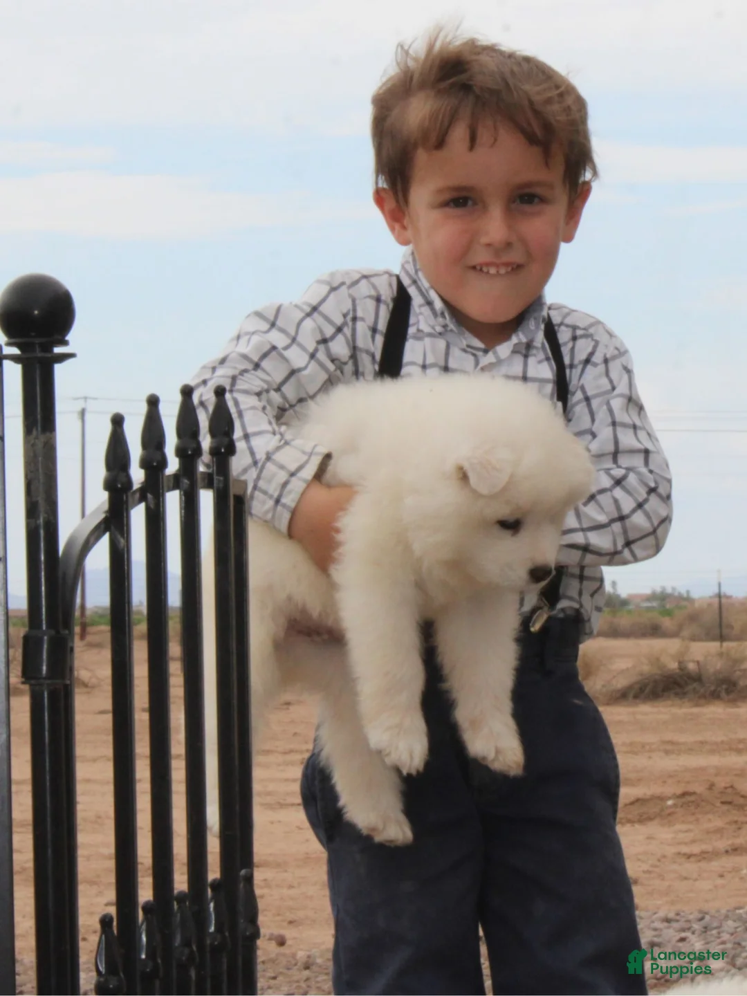 Samoyed dogs for sale: Aspen - Ad 9