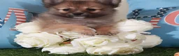 Pomeranian dogs for sale: Tank-Handsome Little ACA Pomeranian Puppy - Ad 3