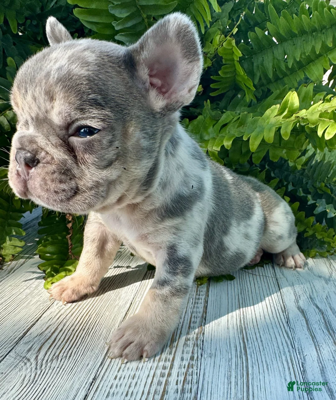 French Bulldog dogs for sale: Asher - Ad 6