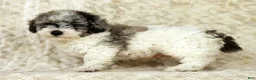 Miniature Poodle dogs for sale: Felix - Ad 7