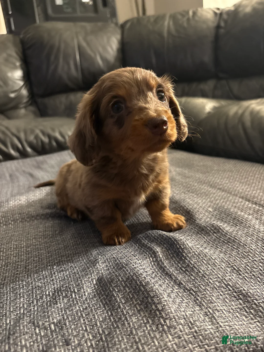 Miniature Dachshund dogs for sale: Roman - Ad 2