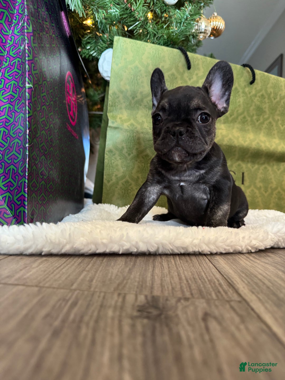 French Bulldog dogs for sale: Kalea - Ad 1