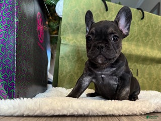 French Bulldog dogs Kalea - Ad 5