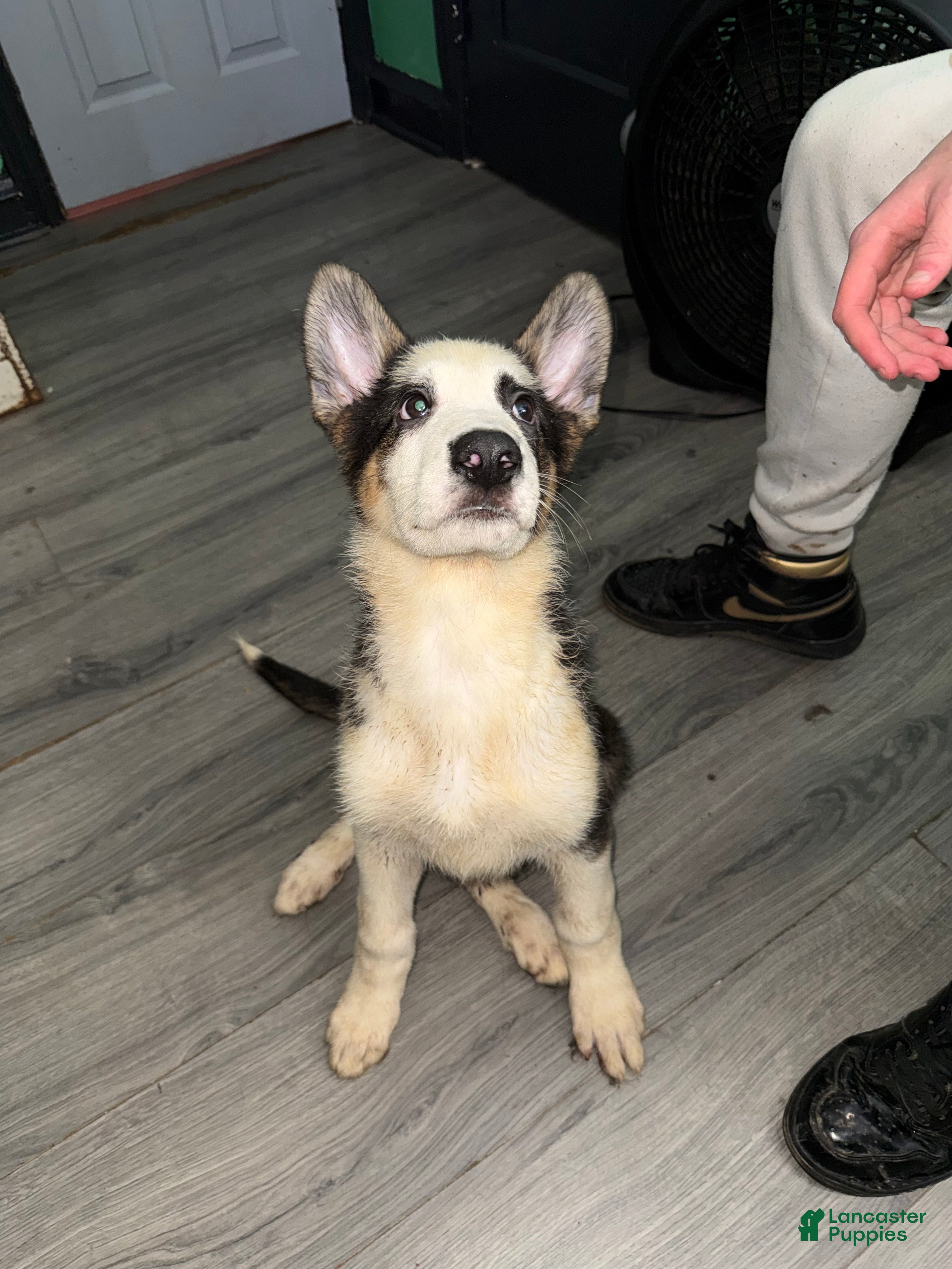 German Shepherd dogs Grinch  - Ad 2