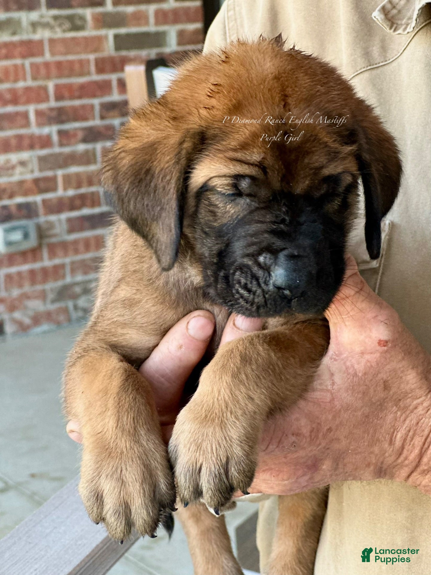English Mastiff dogs Frankie (White) - Ad 2