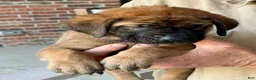 English Mastiff dogs for sale: Frankie (White) - Ad 2