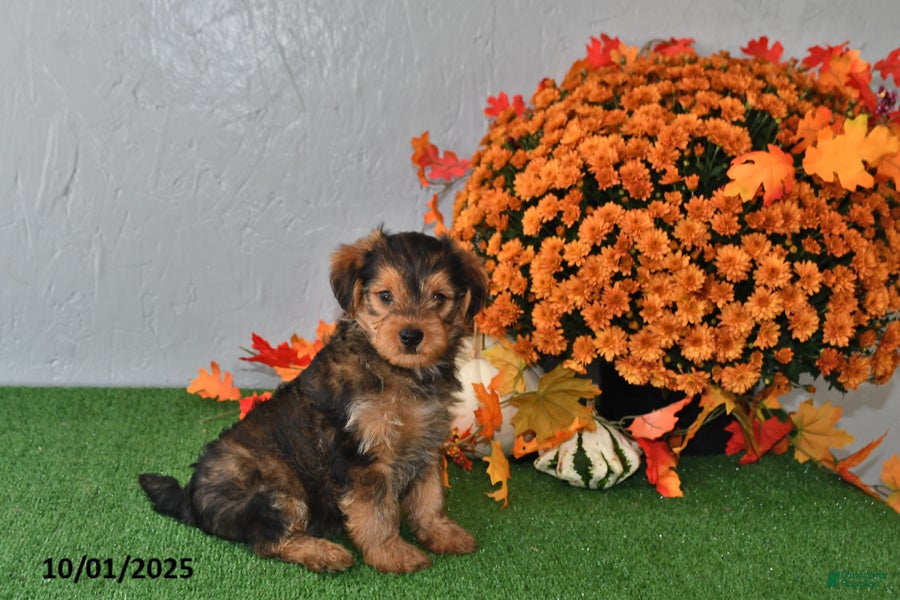 Yochon dogs Milo - Ad 15