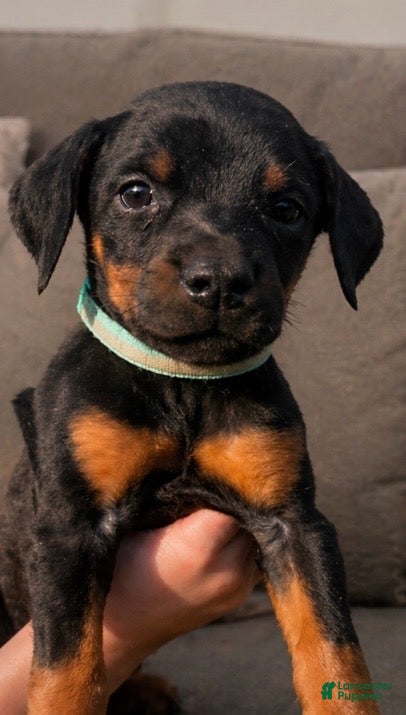 Doberman Pinscher dogs for sale: Granny  - Ad 4