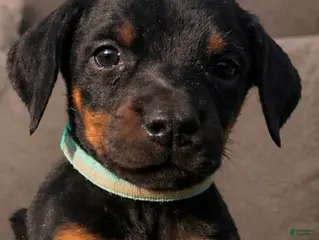 Doberman Pinscher dogs for sale: Granny - Ad 4