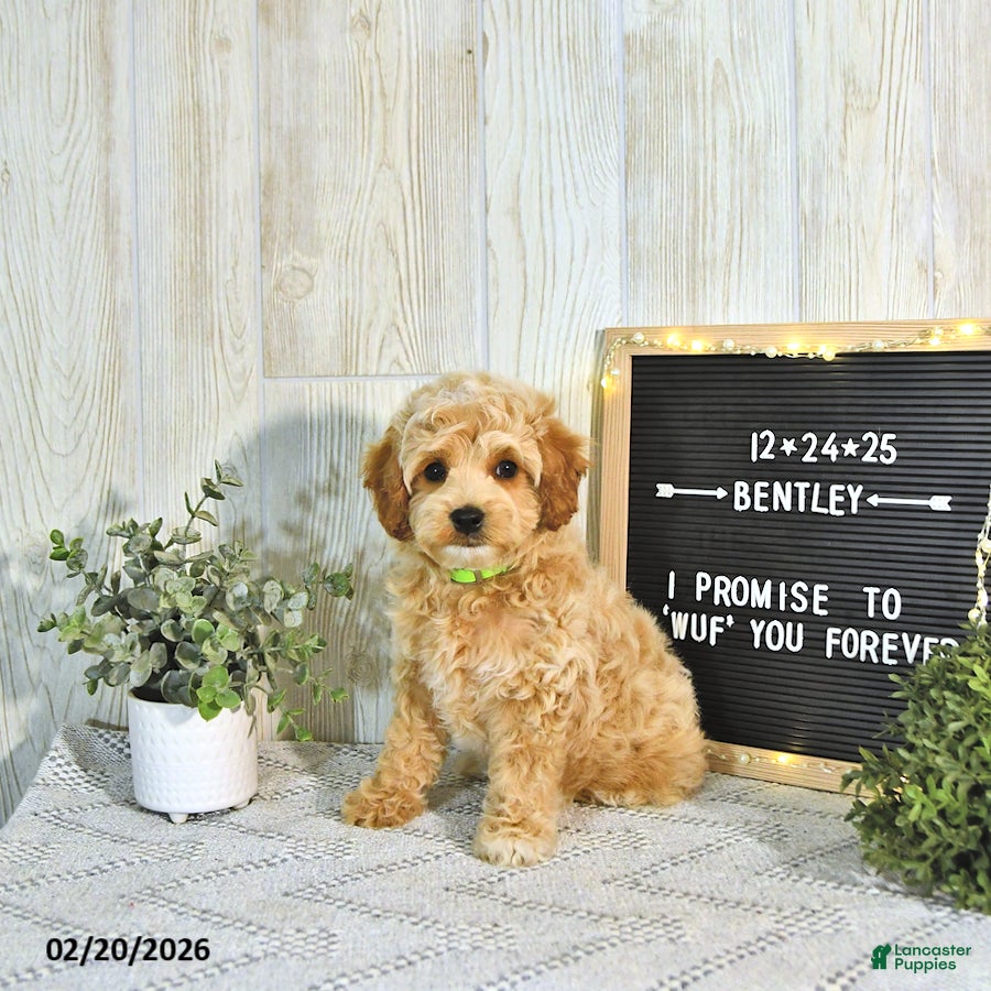 Cockapoo dogs Bentley EXTRA SMALL - Ad 2