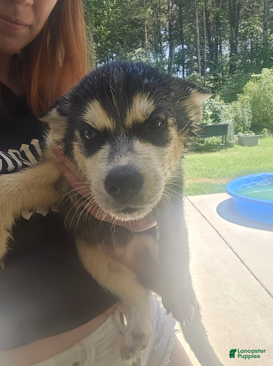 Siberian Husky dogs for sale: Siberian Husky Puppy 3 - Ad 2