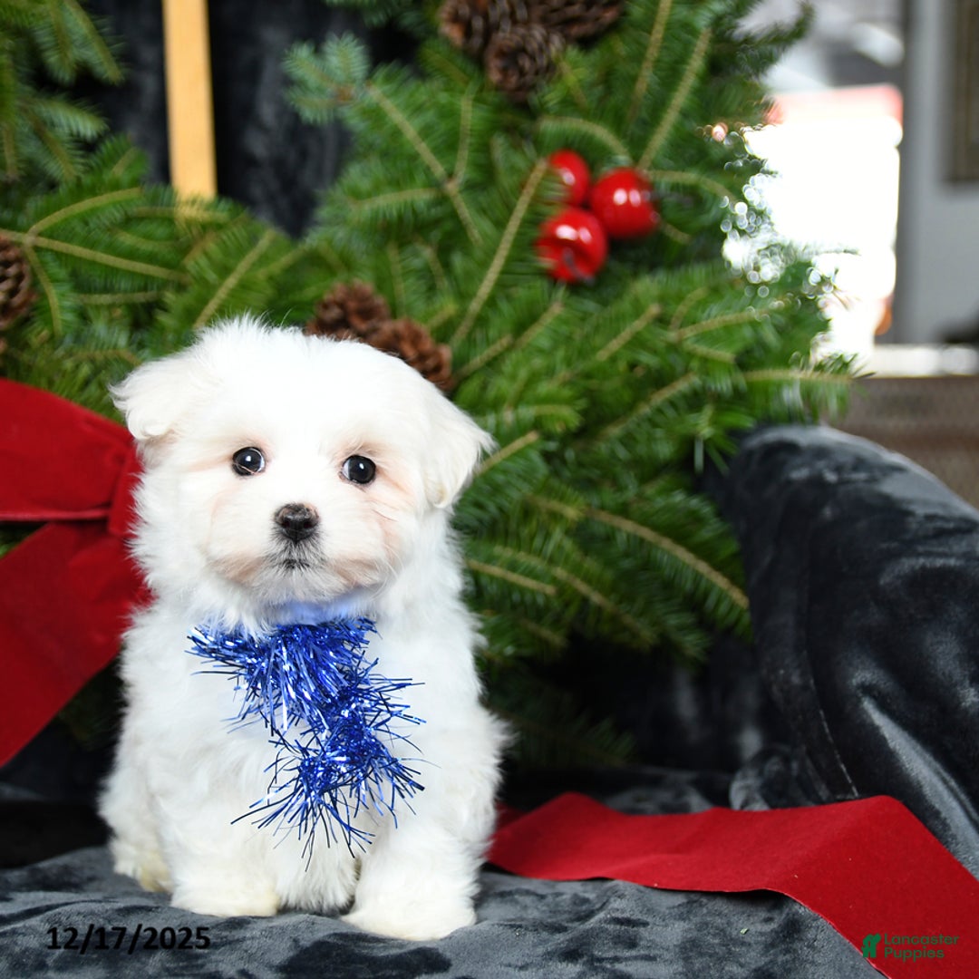 Maltese dogs for sale: Tinsel - Ad 3